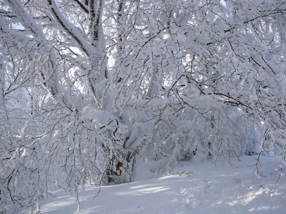 snežný strom