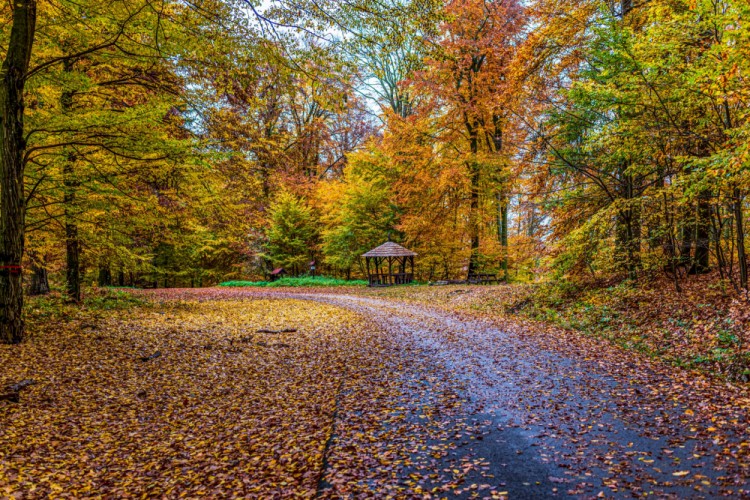jesenná cesta lesom