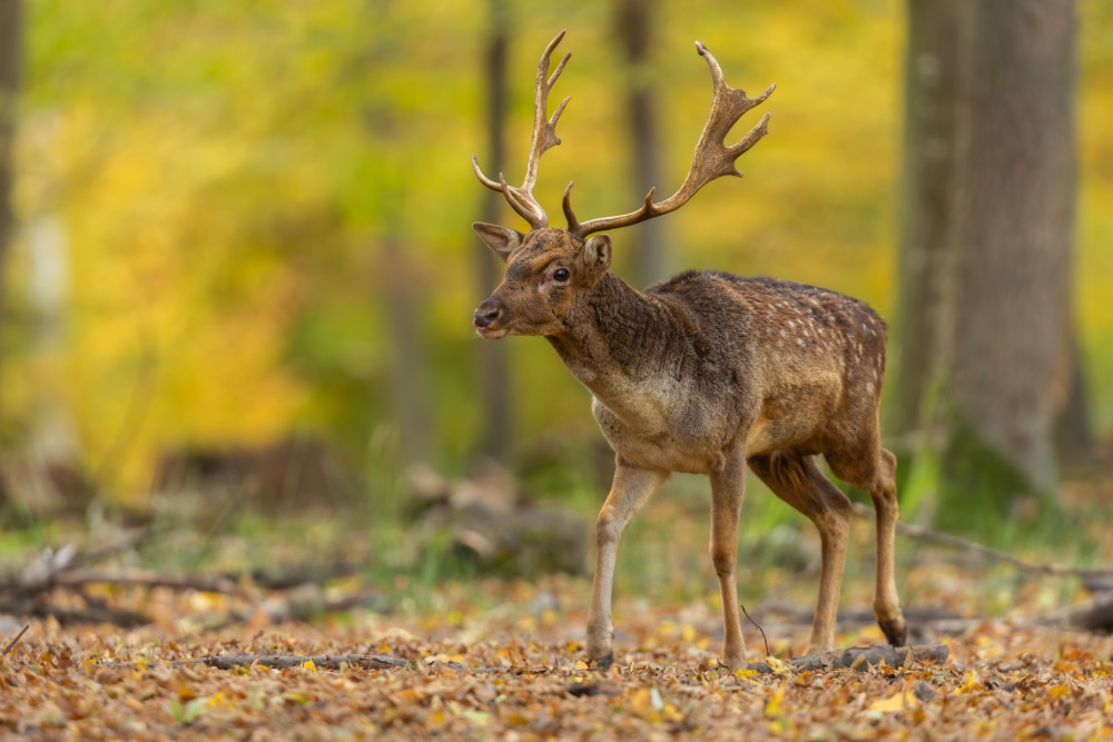 daniel škvrnitý, Fallow deer (Dama dama)