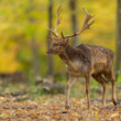 daniel škvrnitý, Fallow deer (Dama dama)