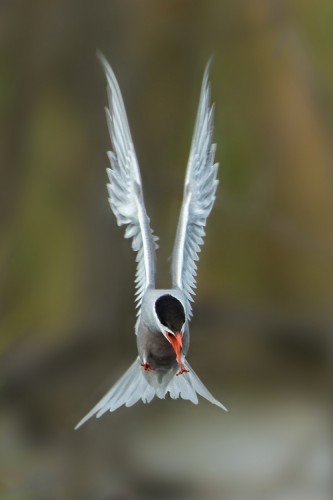 Rybák obecný (Sterna hirundo)