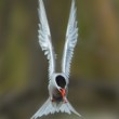 Rybák obecný (Sterna hirundo)