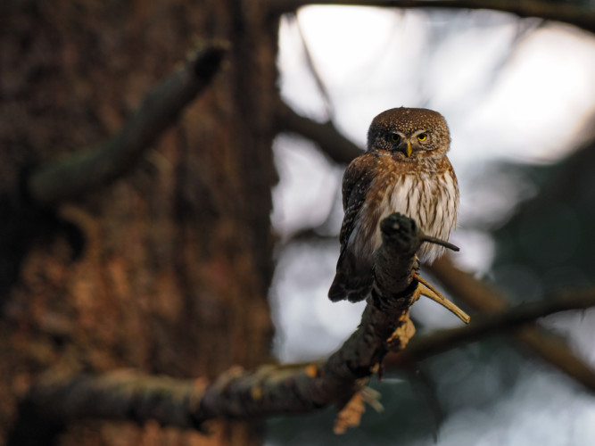 kuvičok vrabčí (Glaucidium passerinum)