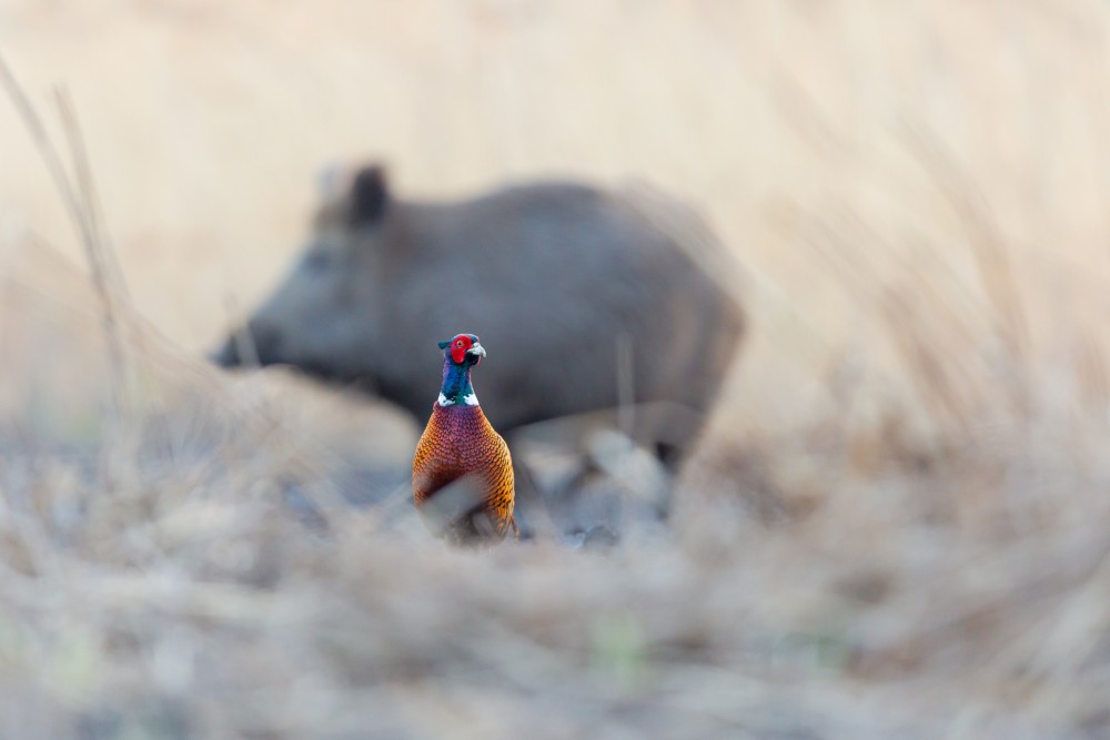 bažant poľný (Phasianus colchicus)