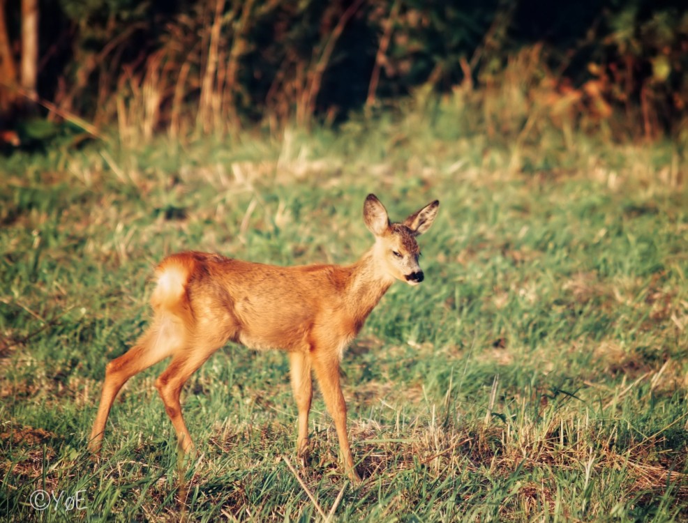 Drsný Bambi