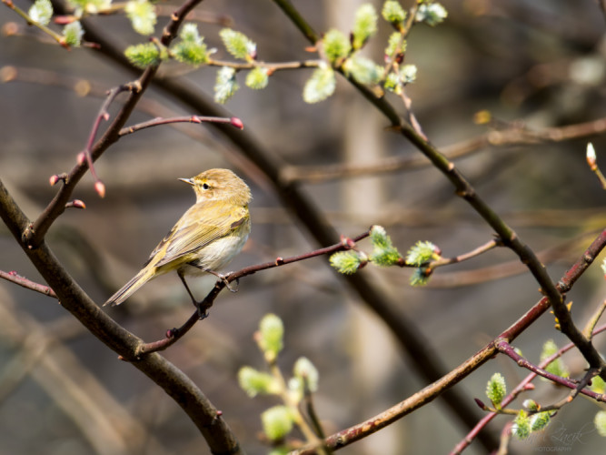 Kolibiarik čipčavý