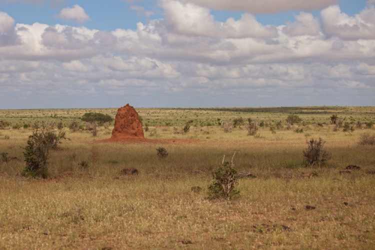 Tsawo east - Kenya