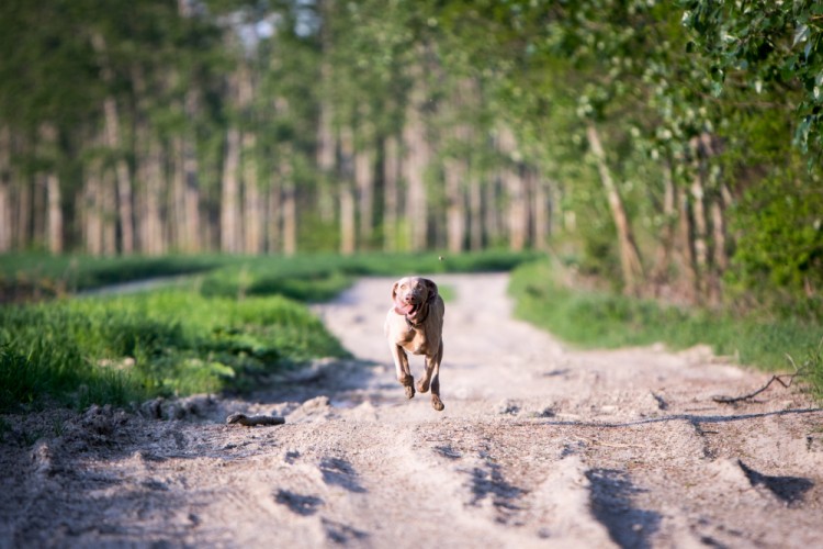 Flying dog