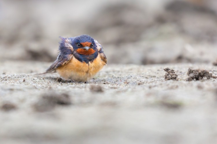 lastovička domová The barn swallow (Hirundo rustica)