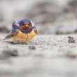 lastovička domová The barn swallow (Hirundo rustica)