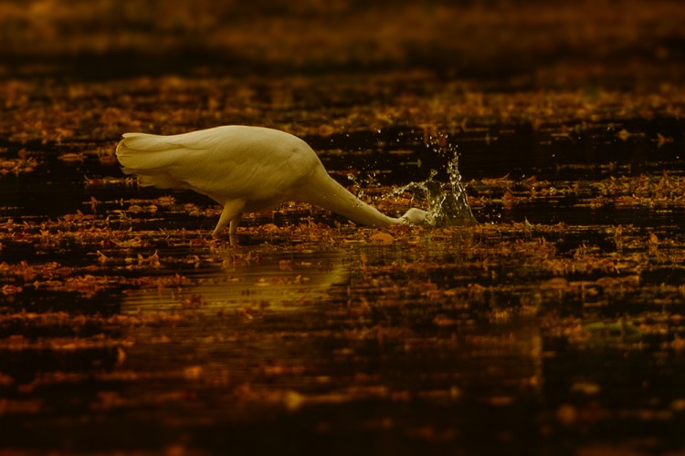 Volavka bílá (Ardea alba