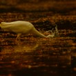 Volavka bílá (Ardea alba