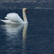 labuť