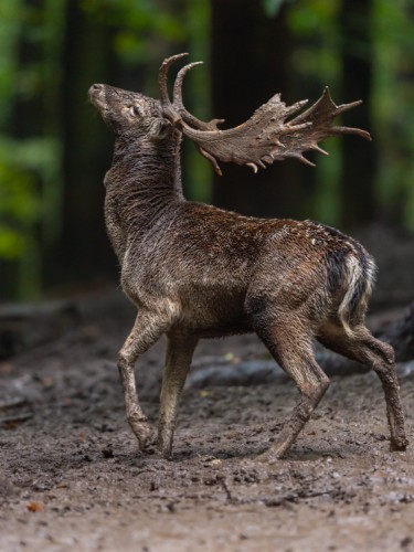 Daniel škvrnitý, The European fallow deer (Dama dama)