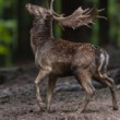 Daniel škvrnitý, The European fallow deer (Dama dama)