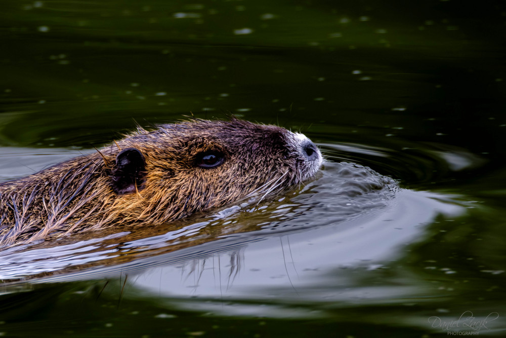 Nutria riečna