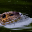 Nutria riečna
