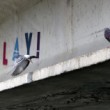 Play dove