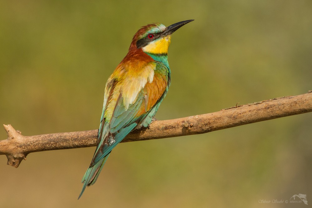 Vlha pestrá (Merops apiaster)