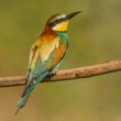 Vlha pestrá (Merops apiaster)