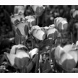 Tulipány