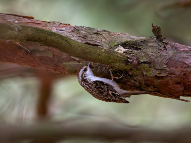 Kôrovník dlhoprstý (lat. Certhia familiaris)