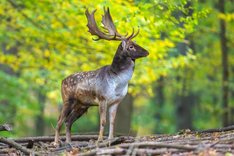 Daniel škvrnitý, Fallow deer (Dama dama)