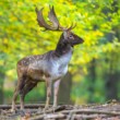 Daniel škvrnitý, Fallow deer (Dama dama)