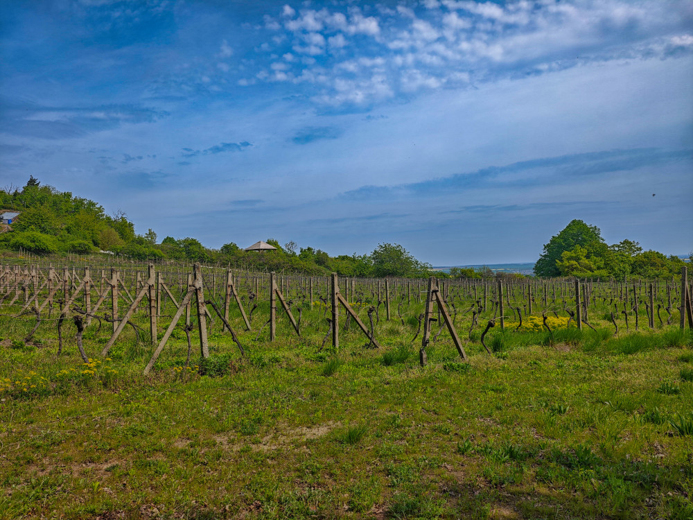 Svätojurske vinohrady