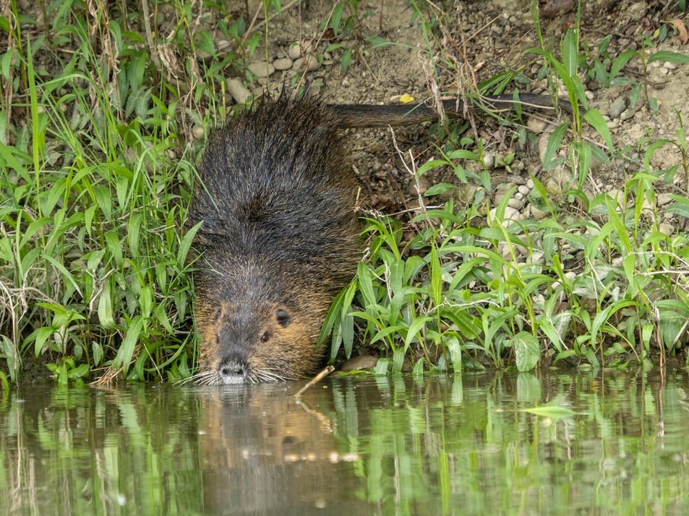 Nutria riečna