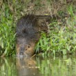 Nutria riečna