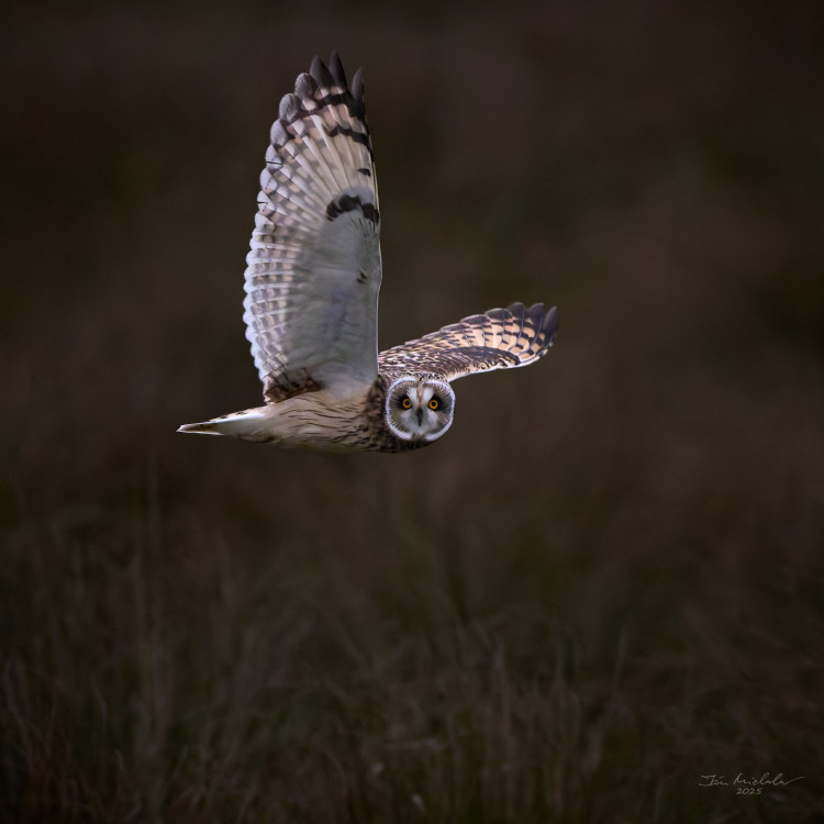 Myšiarka močiarna (Asio flammeus)