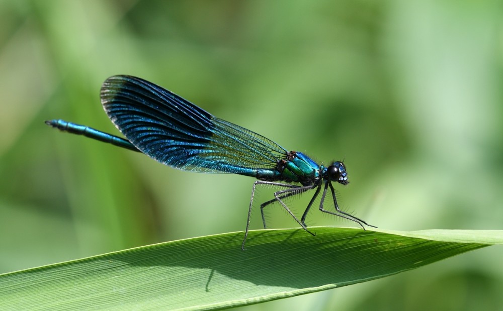 Calopteryx splendens