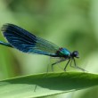 Calopteryx splendens