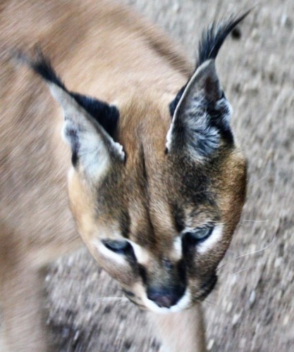 Rys ostrovid (Lynx Lynx)