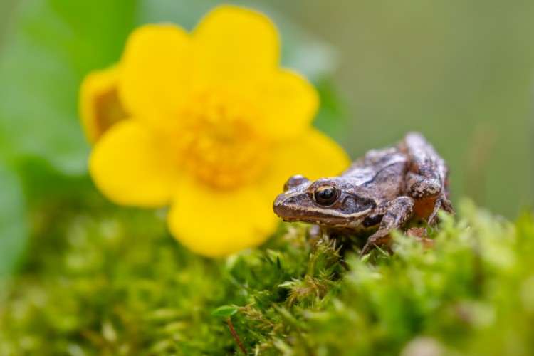 Skokan štíhly, Agile frog (Rana dalmatina)