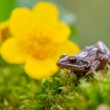 Skokan štíhly, Agile frog (Rana dalmatina)