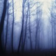 In the heart of the Magic Wood