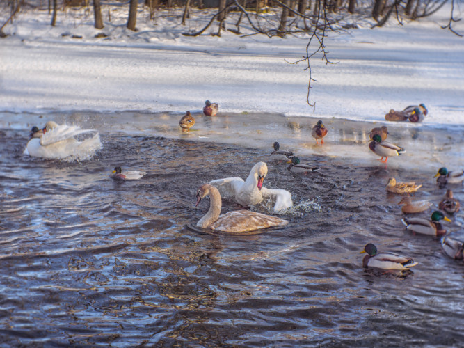 Zo života zvierat na zimnom jazere.