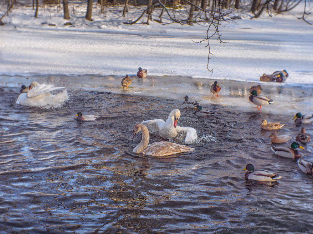 Zo života zvierat na zimnom jazere.