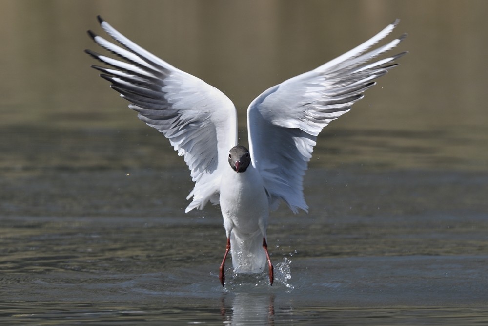 Chroicocephalus ridibundus