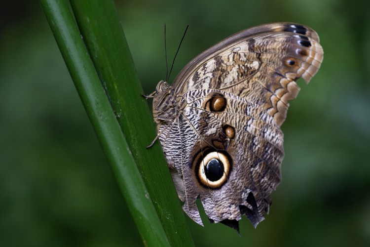 Caligo memnon