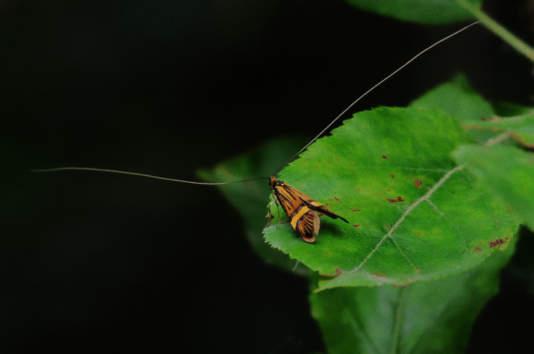 Adéla Nemophora degeerella