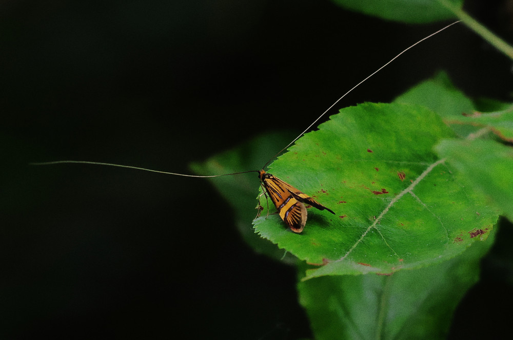 Adéla Nemophora degeerella