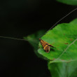 Adéla Nemophora degeerella