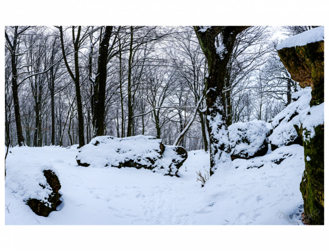 Cervený Kameň, Les Panorama