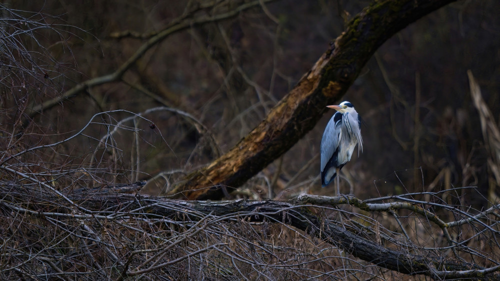 Ardea