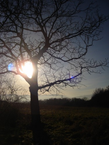 Svetlo v strome