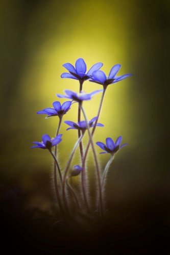 Hepatica nobilis