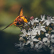 Pestrica srsnovita